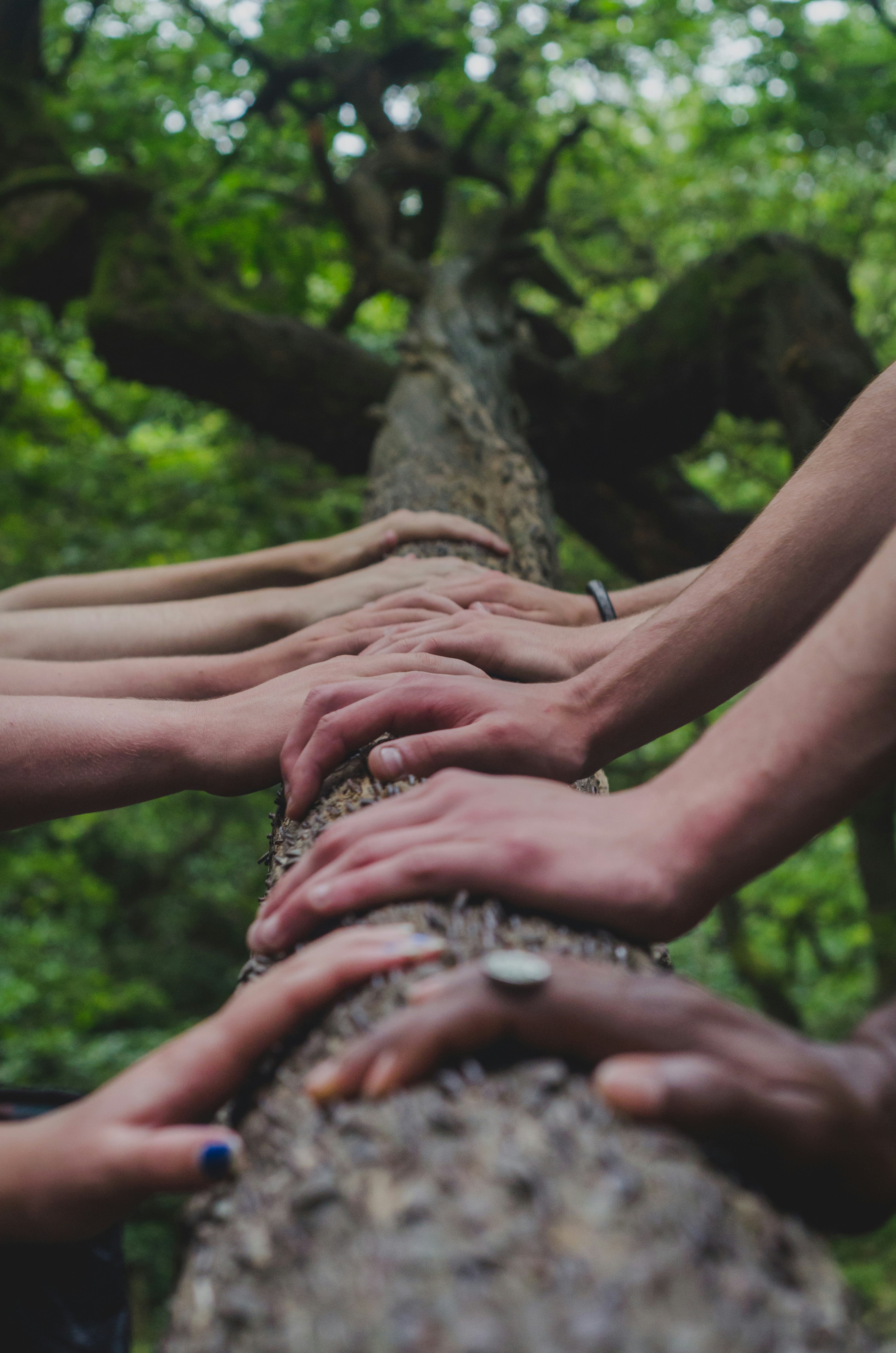 Photo by <a href="https://unsplash.com/@shanerounce?utm_source=unsplash&utm_medium=referral&utm_content=creditCopyText">Shane Rounce</a> on <a href="https://unsplash.com/photos/a-group-of-people-holding-hands-on-top-of-a-tree-DNkoNXQti3c?utm_source=unsplash&utm_medium=referral&utm_content=creditCopyText">Unsplash</a>       